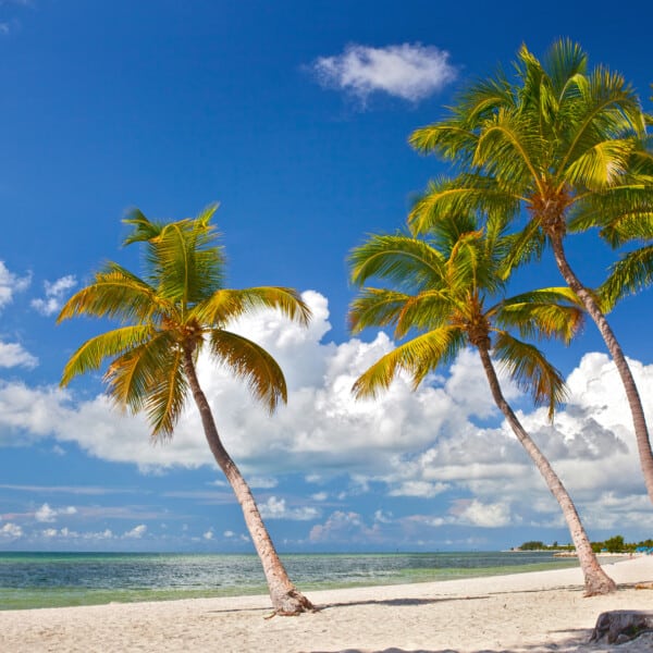 Tropical serenity: palm trees swaying on a sunlit beach with clear blue skies.