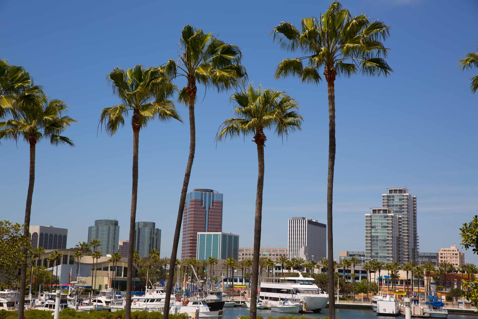 Palm trees swaying in the breeze with a backdrop of modern city skyscrapers and a marina filled with boats under a clear blue sky.